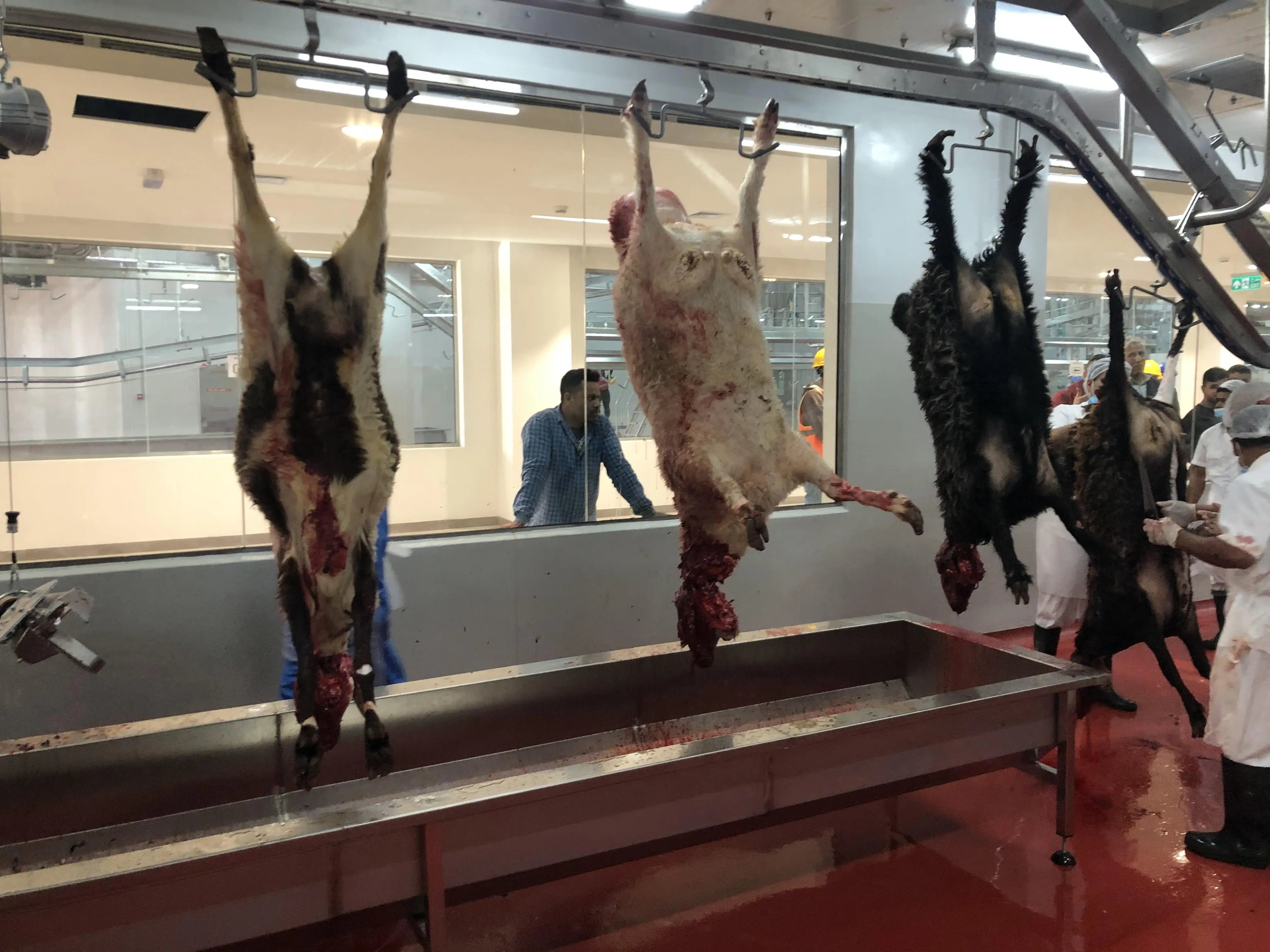 500 mutton slaughterhouses per day