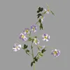 Lavanda