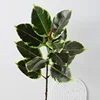 (Rubber tree with 90cm long branches and yellow edges)