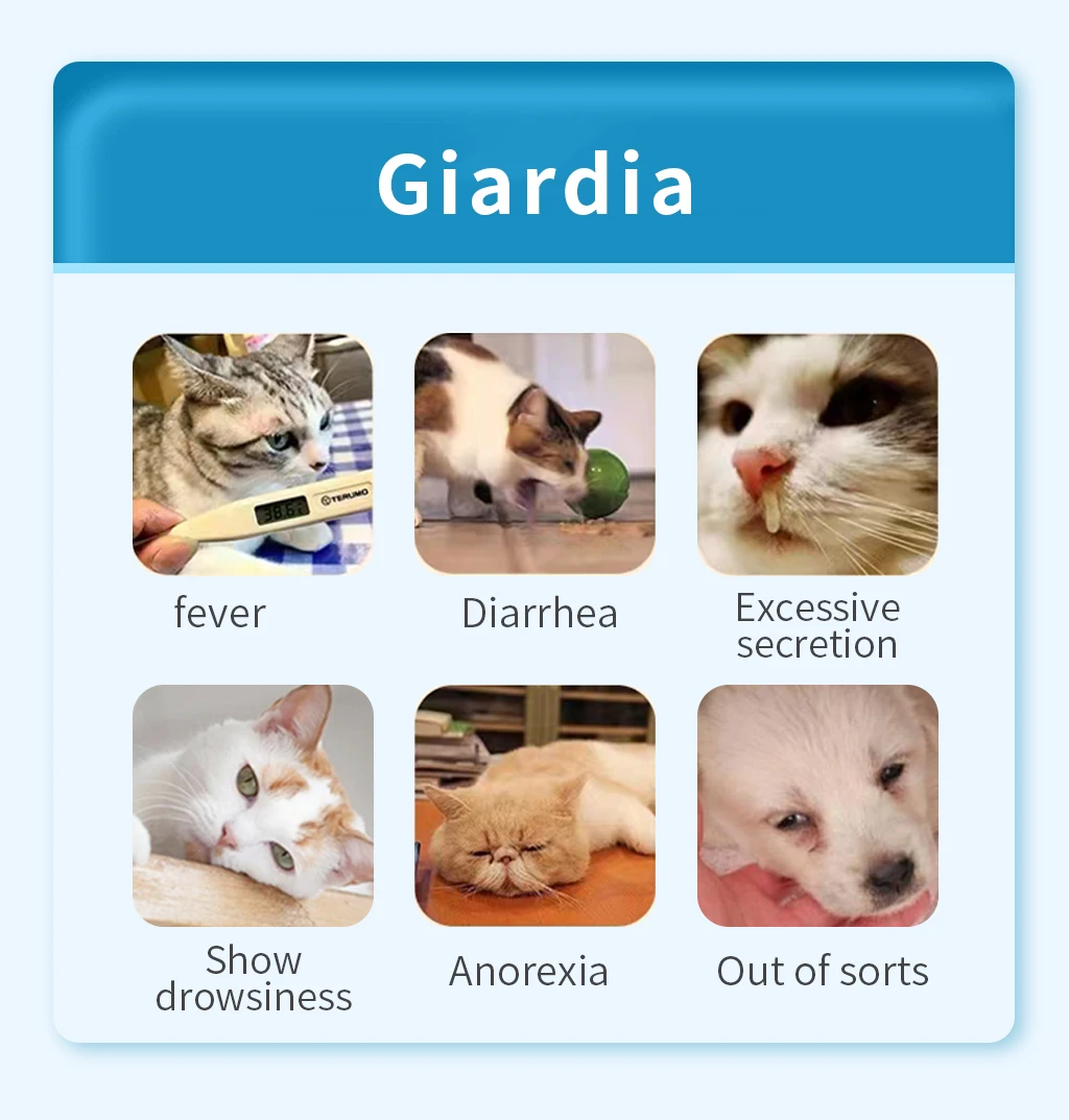 贾第虫试纸的夹心侧流免疫层析法 Buy 贾第虫ag测试,Giardia Ag测试套件,贾第虫试纸 Product on