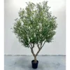 4#(Artificial olive tree deposit)