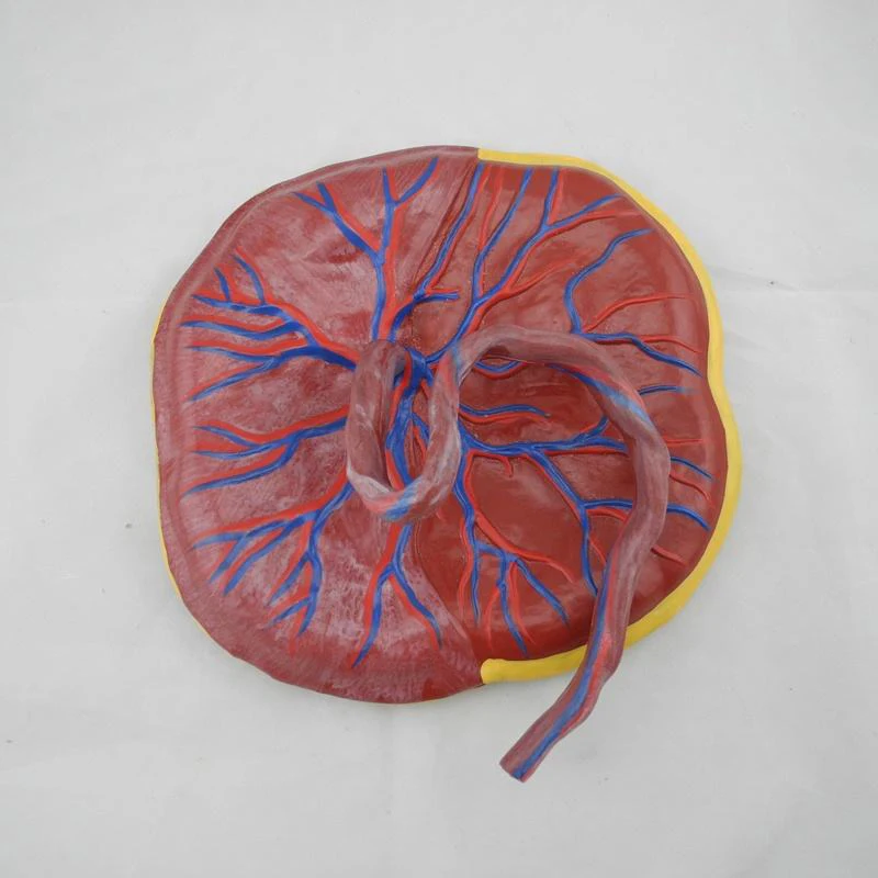 Anatomical Model Placenta and Umbilical Cord Infant Placenta Model with Umbilical Cord for Nursing Training