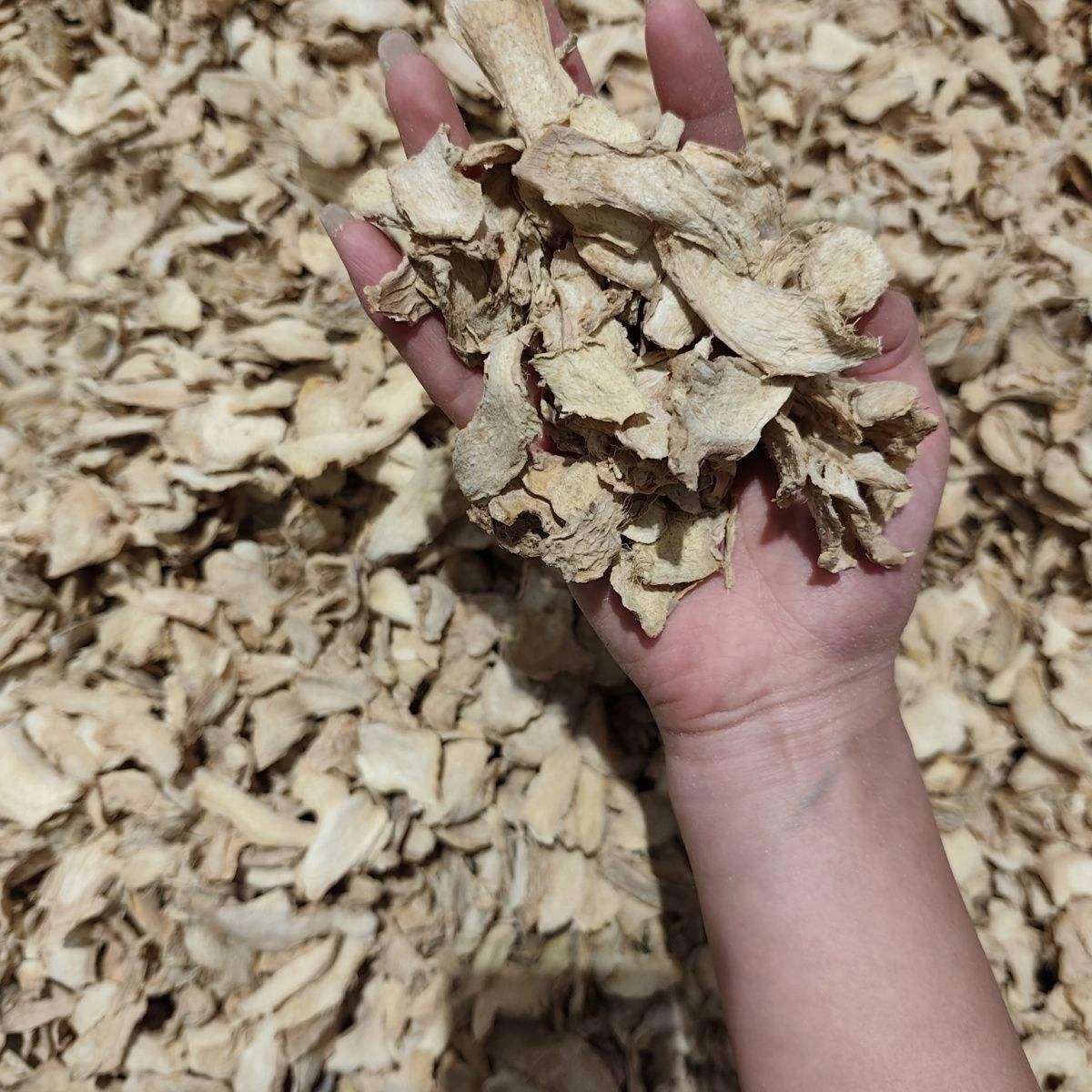 Wholesale Dehydrated Ginger Slices | Factory Direct Bulk H5806d48ef0bc4b6bbe03a77c595cedb1x