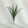 Gladiolus 13 feuilles