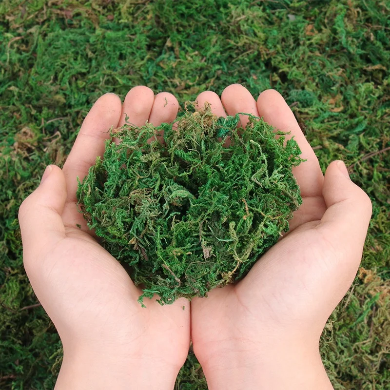 Wholesale Green Moss Real Natural Dried Moss for Orchid Vase