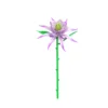 655070-epiphyllum
