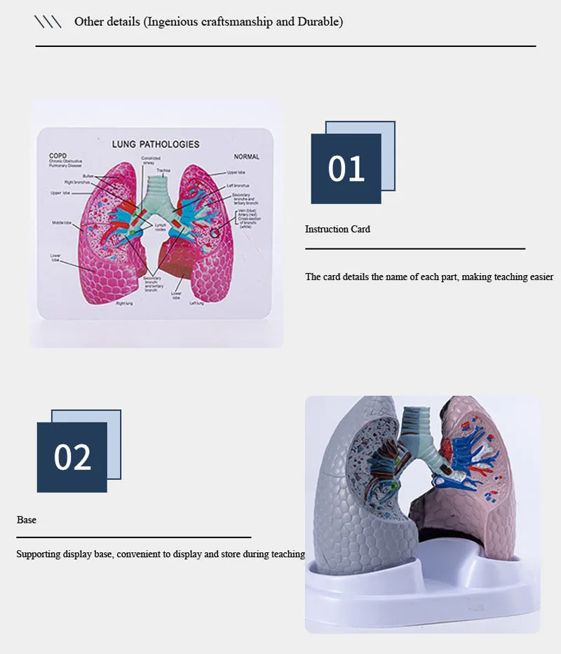 Human Anatomy Smoking Lung Health and Pathology Bronchus Comparison ...