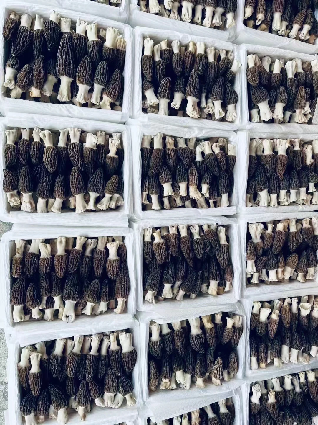 Wholesale Of Fresh Morel Mushrooms - Buy Wholesale Of Morel Mushrooms