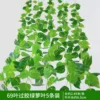 69 leaves, 5 pieces of glued pothos leaves