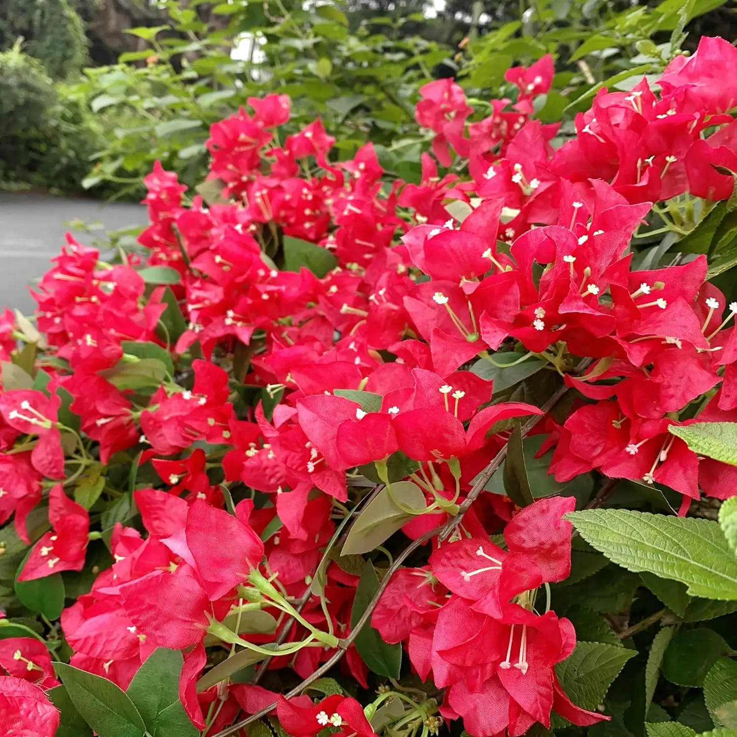 LZWUNYXE 10 Pcs Artificial Bougainvillea Silk Flowers - 31 Inch Long Stems, Faux Floral Branches For Home & Wedding Decor