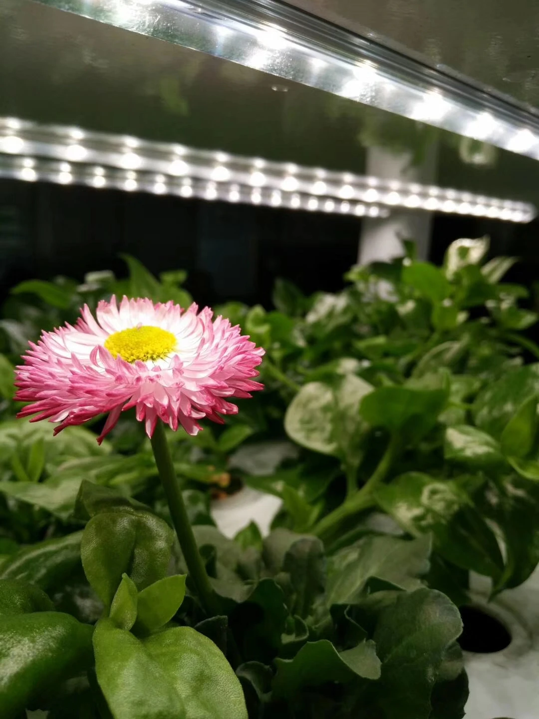 Hydroponic Grow Systems for Plant Automatic Wholesale Indoor Pump New Product 2020 Cheap Provided 65 Food Grade PVC 3 Months 102