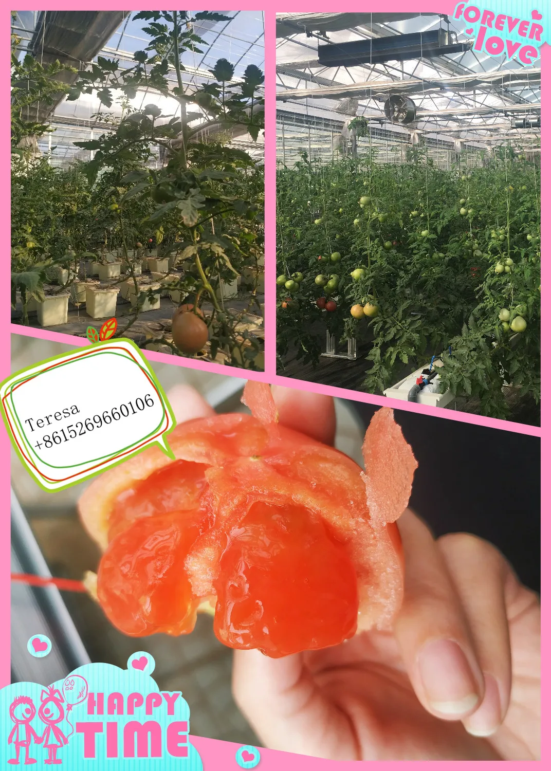 tomato hydroponics greenhouse.jpg