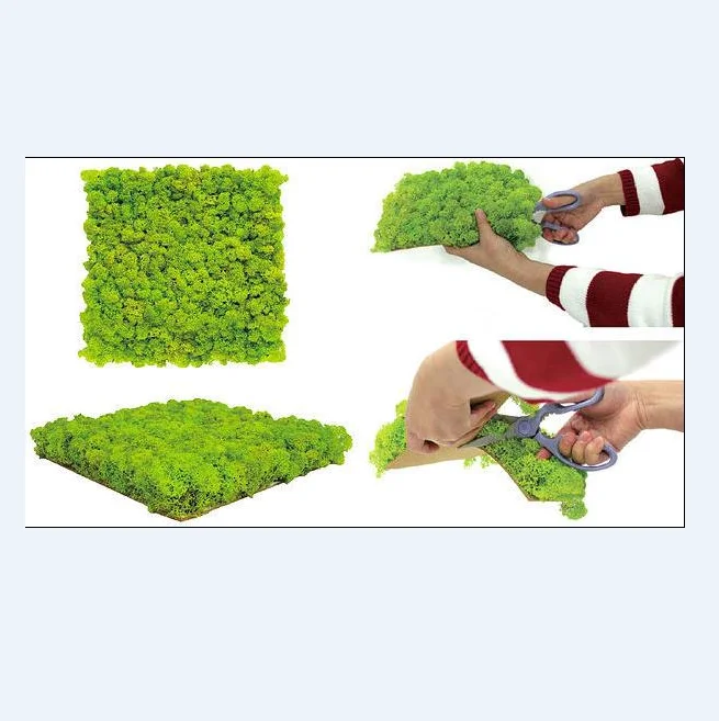 Красочный сохраненный Королевский мох для бассейна