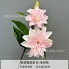 light pink lily
