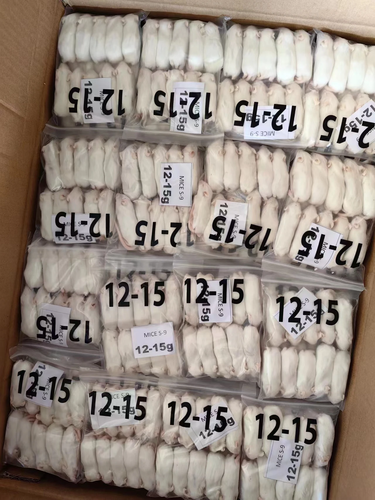 Frozen Mice Frozen Rats Frozen Mouse Mice Rats Mouse Rat Buy Frozen Feeder Mice Frozen Feeder