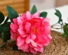 Rose profond