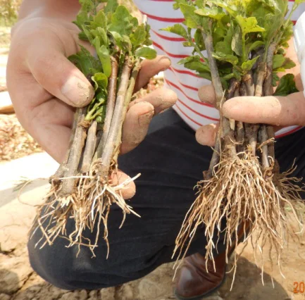 Корневой порошок гормон IBA 3 индолилмасляная кислота IBA от производителей