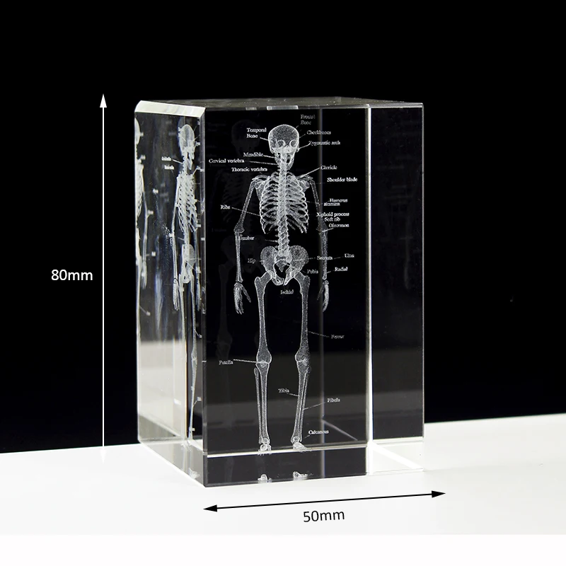 3D Laser Engraved Human Anatomical Skeleton Cube Model K9 Crystal Craft Ornament Thinking Medical Science Gifts Home Decoration