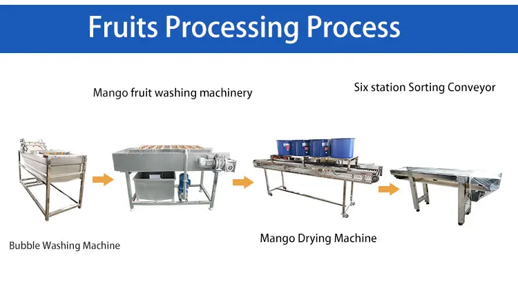 Fruits Export Company Jamun Washing and Dry Processing Line
