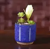 #6  blue