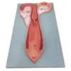 B025-3 Sheep Uterine Anatomy Model