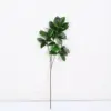 Ficus microcarpa de una sola rama con 3 ramas - 130cm