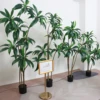 verde9