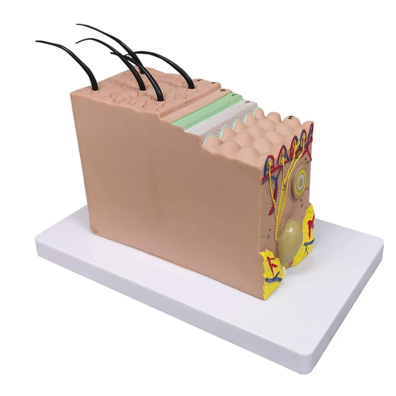 50 Times Enlarged Human Skin Anatomy Model For Medical Science Display Teaching Tool