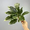 Light green 14-leaf aglaonema