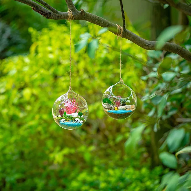Wholesale Glass Hanging Terrarium Globe for Succulents, Moss & Air Plants -  Stylish Home Garden Decor
