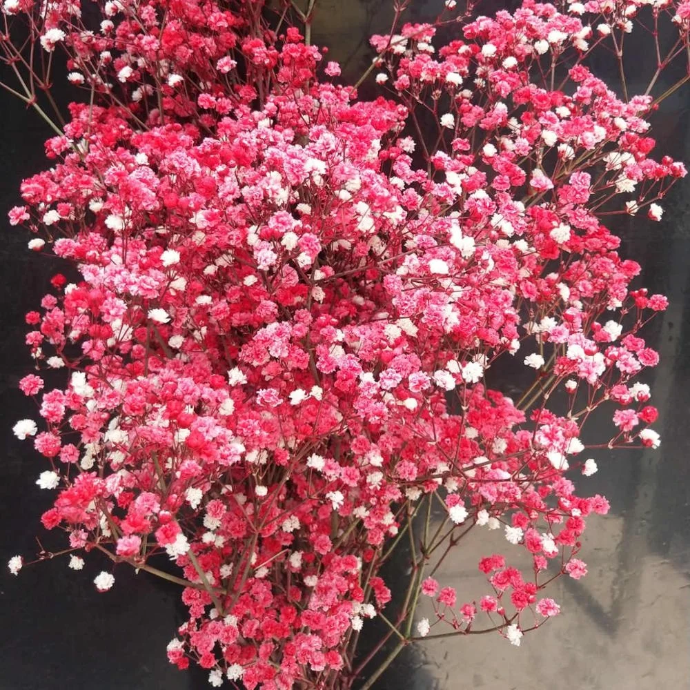
Консервированный цветок babysbreath для домашней цветочной композиции, 1 комплект из 100-120 граммов для изготовления изделий ручной работы 