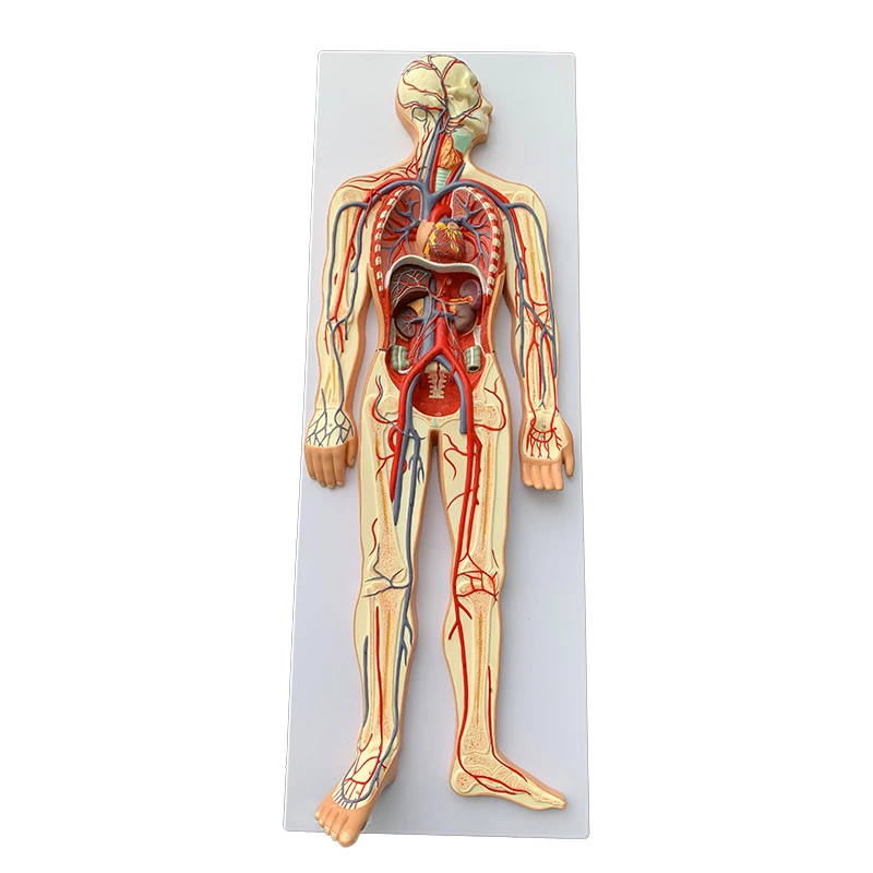 Modelo Médico De Anatomía De Plástico Simulación Sangre Humana Sistema  Circulatorio Modelo - Buy Sistema Circulatorio Humano Modelo,Anatomía  Médica Modelo,De Plástico Médica Modelo Product on 