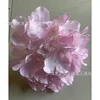 Single pink hydrangea