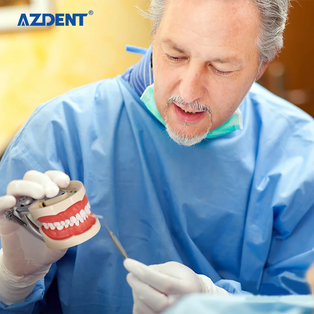Dental Standard Model Dental Typodont Model With Removable Teeth For