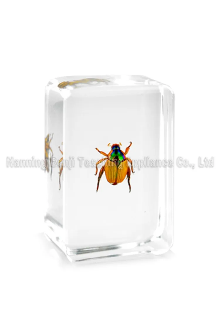 Real Scarab Beetle Epoxy Amber Resin Cabochon Amulet child - Inspire Uplift