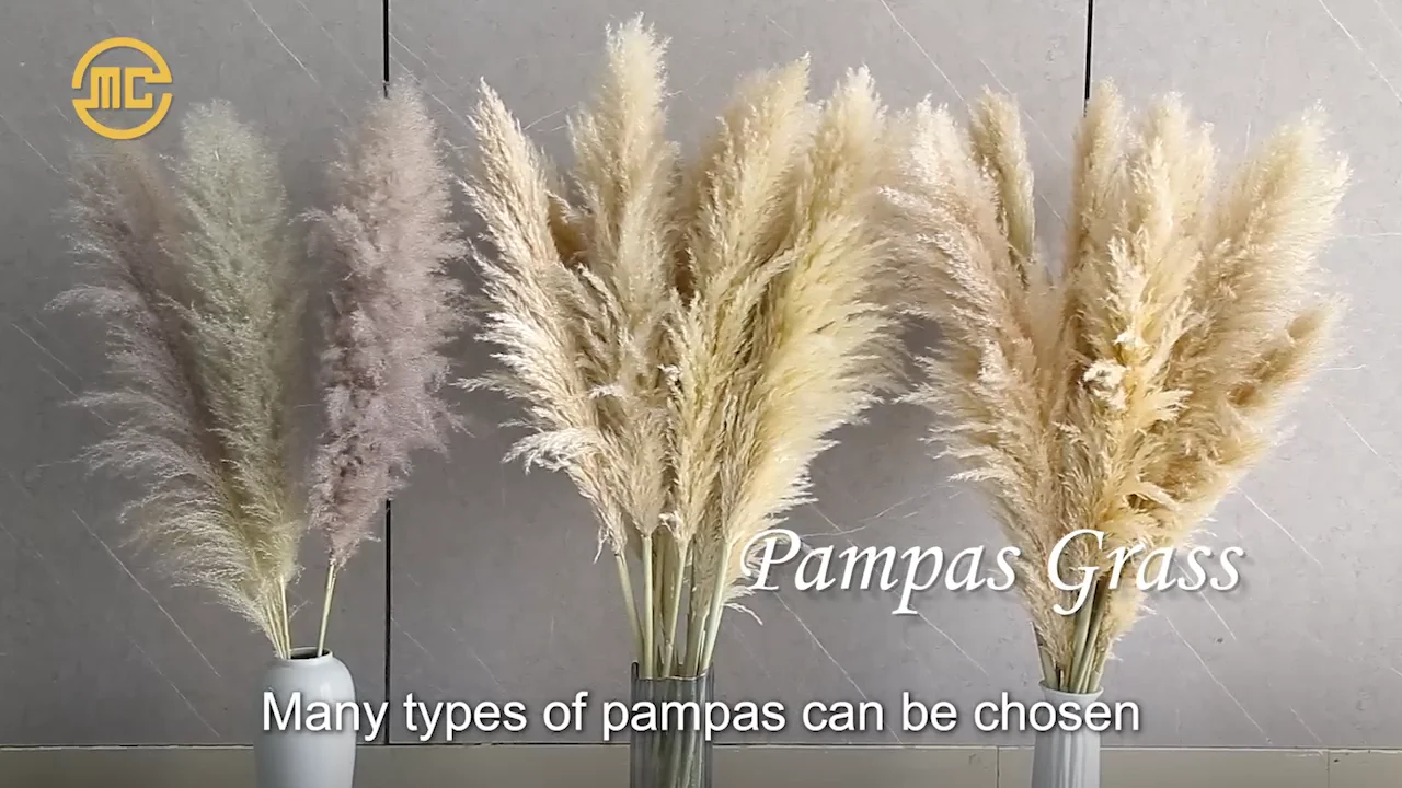 Boho Style Natural Real Fluffy Pampas Grass Preserved Dried Pampas ...