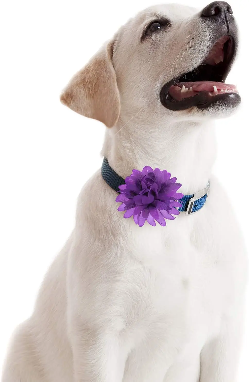 8/10/12cm Multicolor Dog Charms Dog Collar Flowers Pet Bow Tie Chiffon