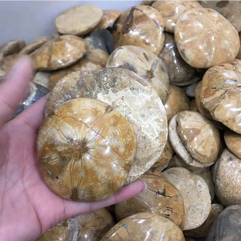 天然亚扪人海星化石水晶抛光标本矿物 - buy wholesale natural star