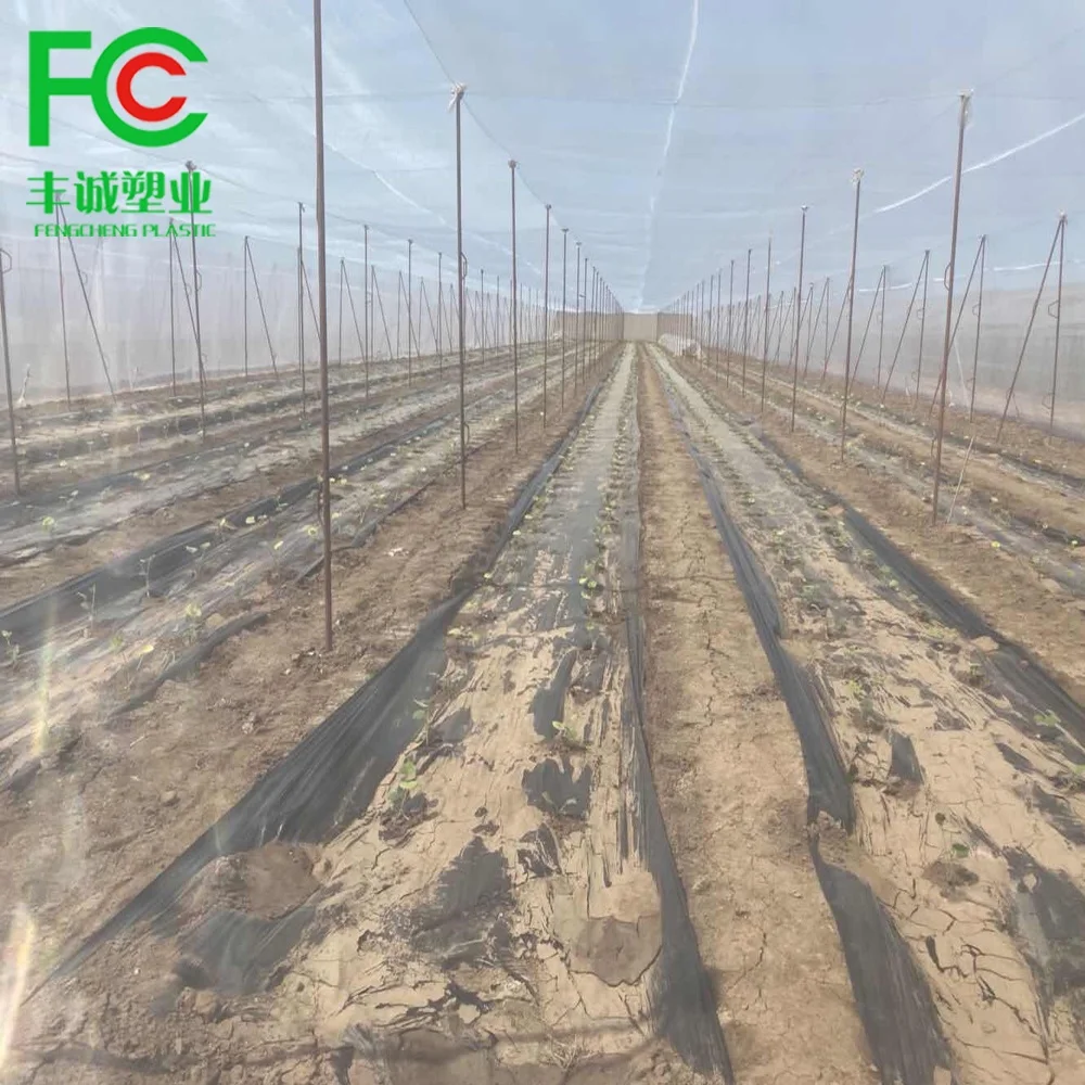 120g Polyethylene Anti-Insect Mesh Net for Fruit Fly Protection in Vegetable Gardens