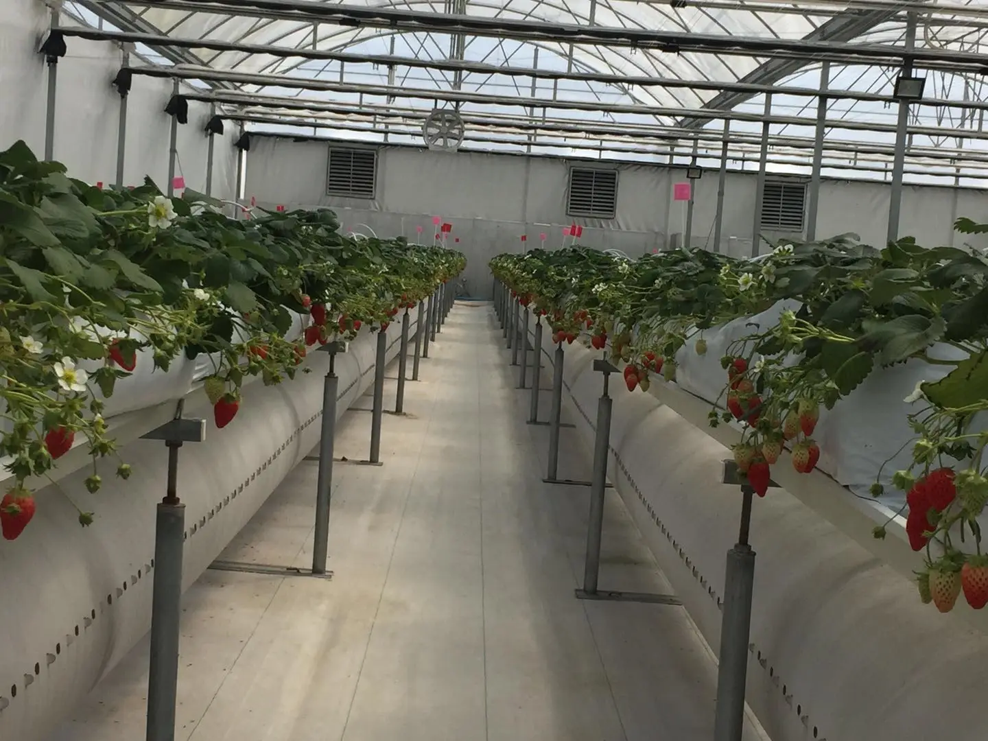 hydroponic grow system