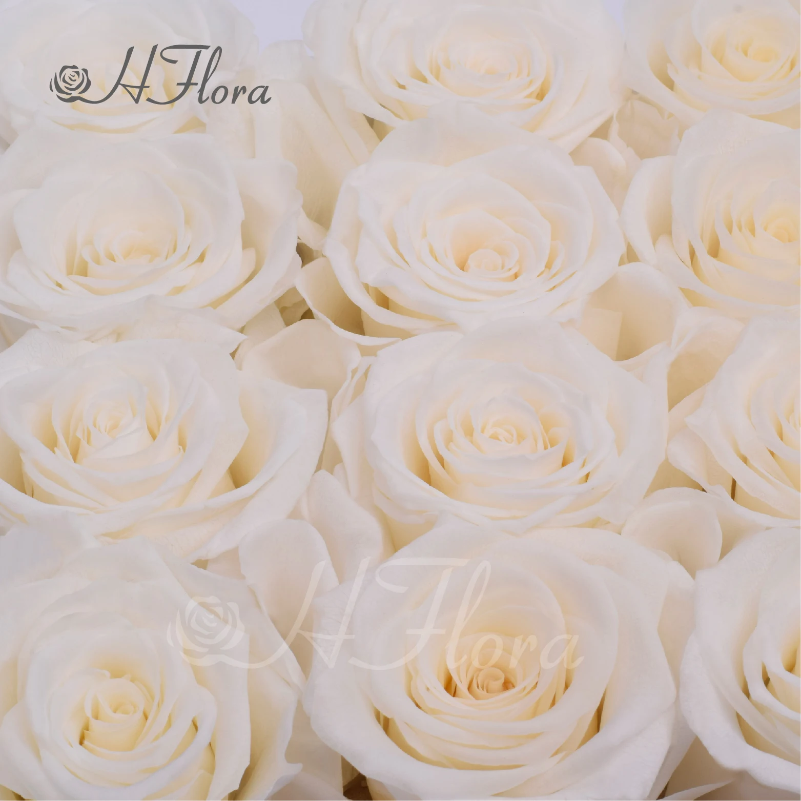 Hfloral Eternal Long Lasting Roses Real Flowers Real Natural Preserved Roses Flowers And Plants