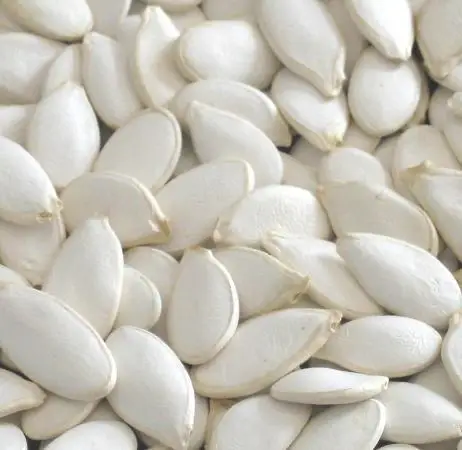 Xinjiang Brand Cheap And Good Quality Snow White Pumpkin Seeds