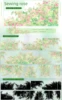 14 roses enchanteuses-blanc