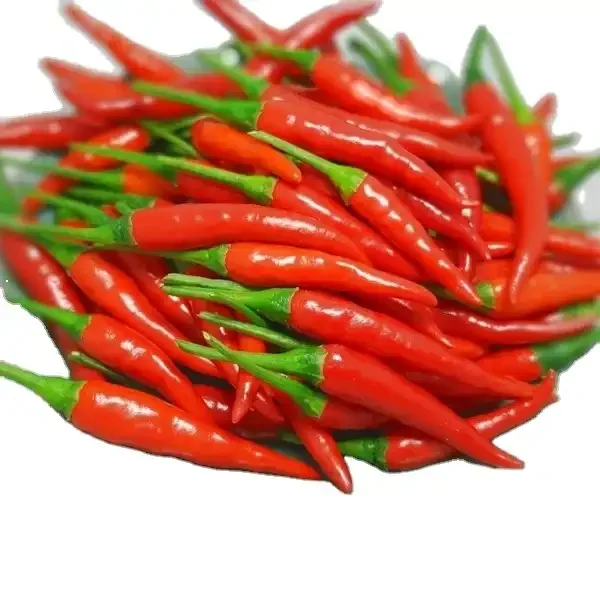 New Crops Er Jing Tiao Hot Spicy Fresh Red Chili Pepper Hot Flavor Hot Fresh Chili Pepper Buy