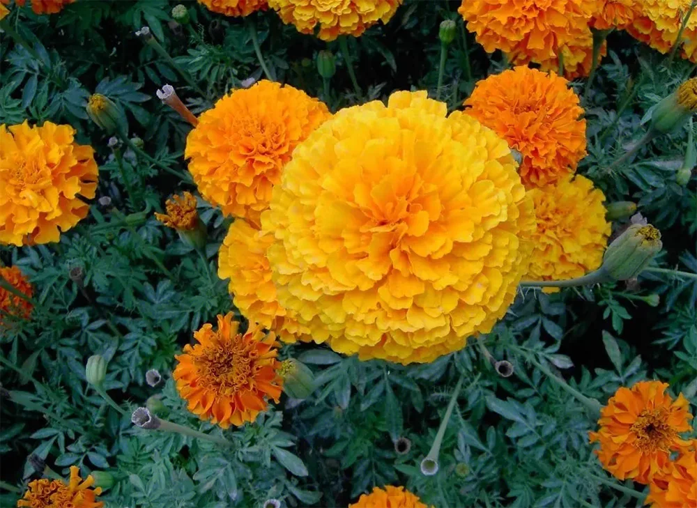 Factory Supply Marigold Flower Extract\quercetin Content 80 Marigold