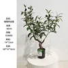 60cm olive tree