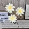 Y-Little Dahlia Pinnate-Champagne