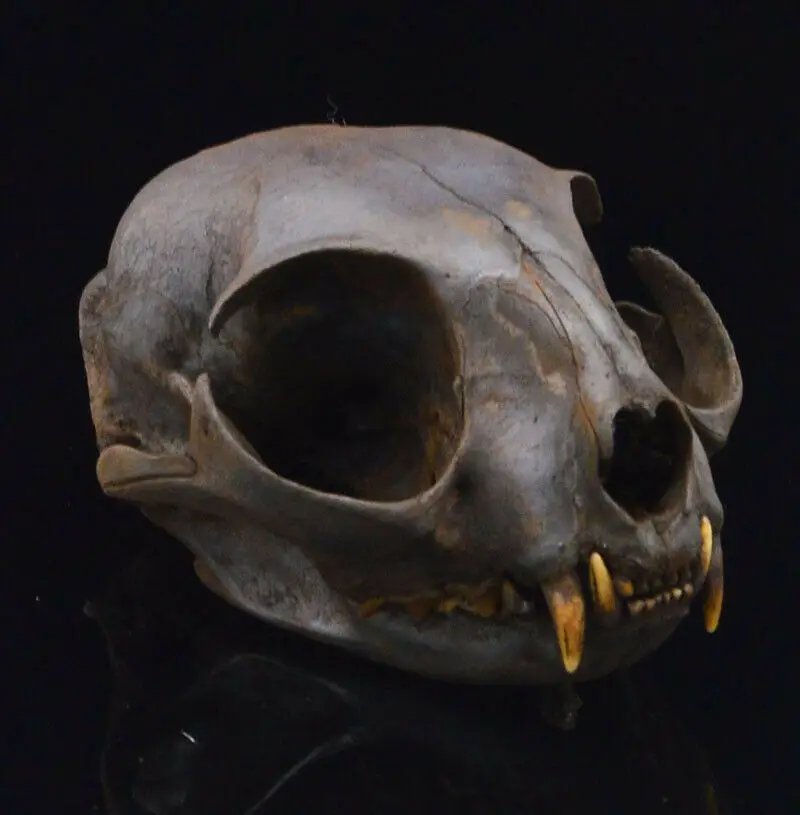 6Pcs/Skull Real Animal Exfoliate Specimen Real Bone Decoration 
