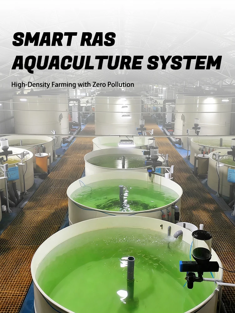 Ras System Aquaculture Equipment for Shrimp Tilapia Fish Farming in ...