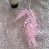 Albizia